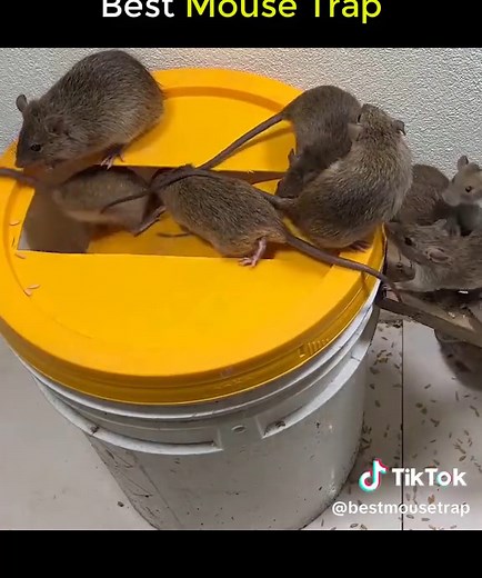 Mouse trap with homemade iron cage // the best way to catch mice