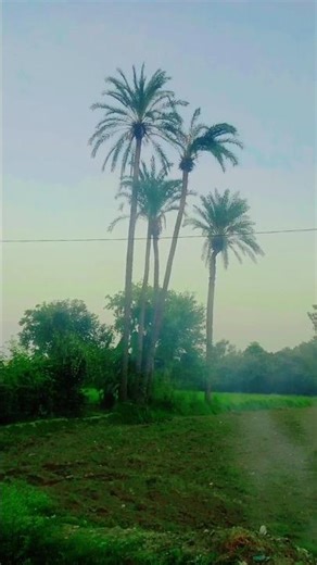 Beautiful View of 5 Date Palm Trees || #nature #beautiful #shorts #viral