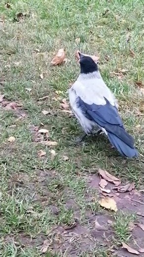 Ворона реагирует на клич об опасности / Hooded crow react to alarm call