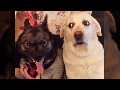Awesome Funny Animals' Life Videos - Funniest Pets 😇