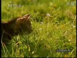 CCTV动物世界片头曲 Space "Just Blue"