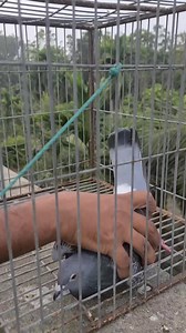 16K views · 163 reactions | Racing pigeons show #racingpigeons #pigeonlove #pigeon #fancypigeon #pigeons | Suborna fancy pigeon loft | Facebook