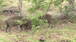 Nasty! Warthog boars in deadly fight - tusks clashing