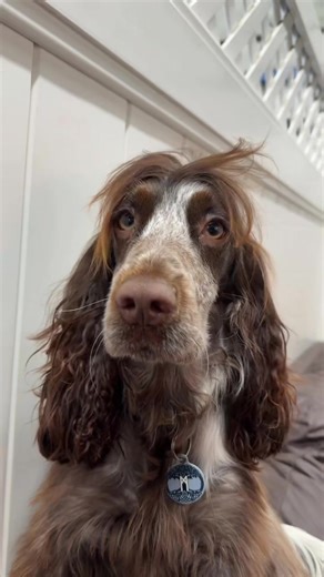 Maggi is the queen of style 💅🏼#dogsoftiktok #dog #doggydaycare #petsoftiktok #dogtok