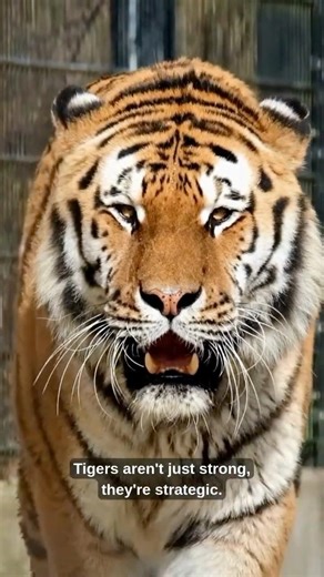 Did You Know Tigers Can Trick Their Prey With Sound?
