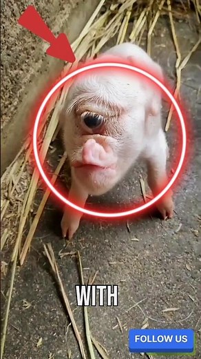 “The One-Eyed Pig That Teaches Us About Life (Heartwarming Story)”#shorts #pig #animals