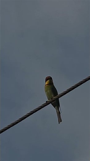 Chestnut-headed bee-eater (Merops leschenaulti). #nature #birds #vogels #wildlife #vogel