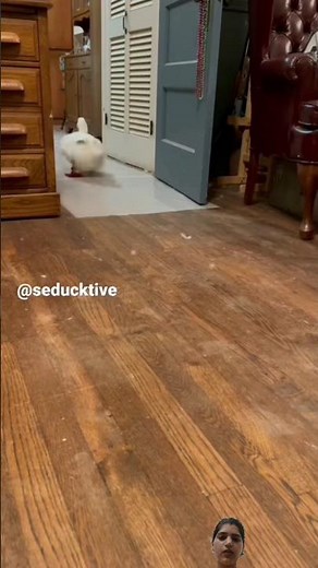 Running duck 🦆
