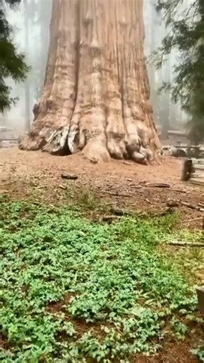 3.3K views | The General Sherman tree in Sequoia National Park, USA, stands as a testament to time, estimated to be around 2,200 years old. This giant stands tall at 83.8 meters (275 ft) with a remarkable diameter of 7.7 meters (25 ft). | KNT Knowledge Plus | Facebook
