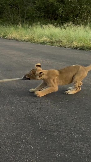 Playful Lion Cub Tormenting Parents | Funny Wildlife Moments