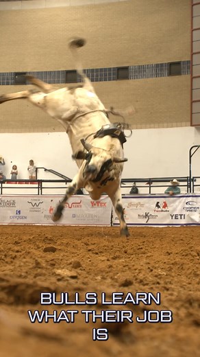 How do bucking bulls get their start? The American Bucking Bull Inc. has competitions for young, up-and-coming buckers. #YETIBullWeek | PBR