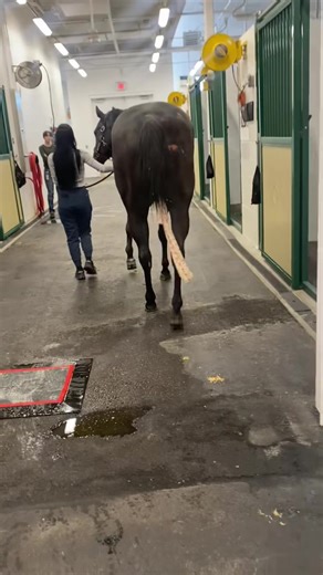 Discover the Joy of Barn Life and Healing