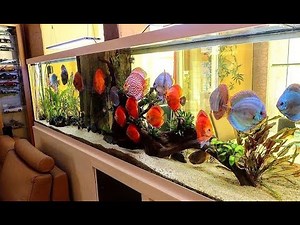 Gorgeous Colorful Discus Tank | Beautiful Home Aquarium for Discus Fish
