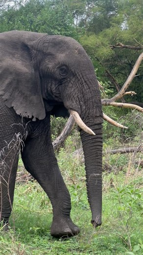 Visit Tanzania on Instagram: "The weight of an elephant depends on the species, sex, and age of the animal: African elephants The largest land animal, adult male African elephants can weigh up to 15,000 pounds (6,800 kilograms). Adult females weigh between 6,000 and 8,000 pounds (2,700 and 3,600 kilograms). Asian elephants Smaller than African elephants, adult male Asian elephants weigh up to 11,000 pounds (nearly 5,000 kilograms). Adult females weigh slightly less. Borneo elephants The smallest