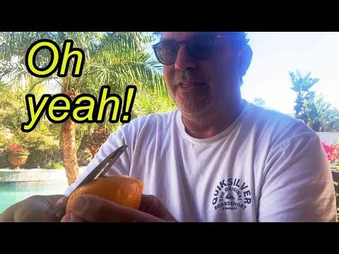 Mango Magic: Backyard Mango Taste Test!