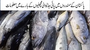 9.6K views · 238 reactions | Karachi Fishery Information | sea of Pakistan | Fisherman Experience shared | Fish Documentary 1 پاکستان کے سمندر میں پائی جانیوالی مچھلیوں کے حوالے سے اہم معلومات کراچی کے تجربہ کار ماہی گیر کی زبانی جنہوں نے اپنی عمر کا ایک بڑا حصہ سمدرمیں گزارا ہے ۔۔ #Fish #Information #sea | Road Reporters | Facebook