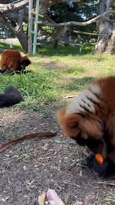 Ambient sounds: lemurs crunching on carrots, a young guest calling for her mama, and more! #sfzoo #zoosounds #lemur | San Francisco Zoo