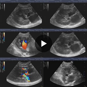 HOCM in Cats: Understanding SAM and Treatment Options | mahmoud saad posted on the topic | LinkedIn