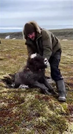 Baby Musk Ox Cries in Permafrost — Mother Charges at Full Force