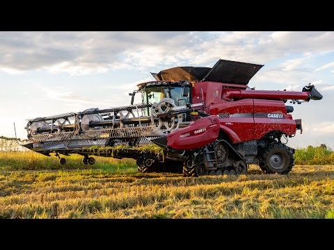 🌾Cab View Case IH Axial Flow 8240 – Hard Rice Harvest 2025