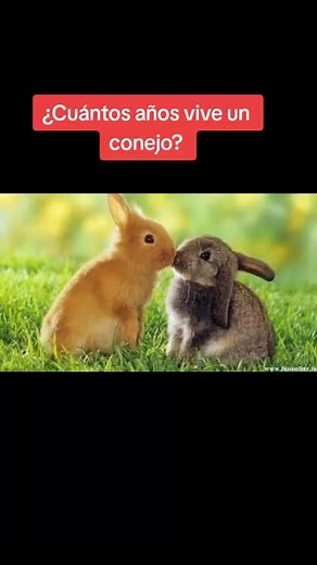 ¿Cuántos años vive un conejo? - Todo sobre la vida y cuidados de estos animales encantadores