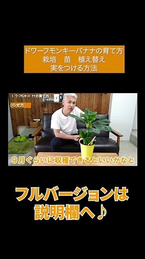 ドワーフモンキーバナナの育て方 栽培 苗 植え替え 実をつける方法#Shorts