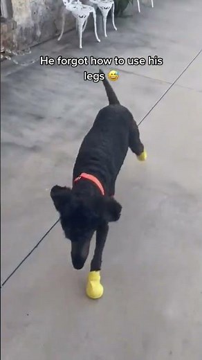 This Dog Is Wearing Shoes… And It’s Hilarious 😂🐕