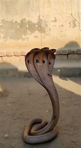 3 Headed Snake Spotted! Rare Genetic Mutation! #ThreeHeadedSnake #RareAnimals #ViralSnake 🐍🐍🐍