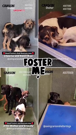 18K views · 825 reactions | URGENTNEED FOSTERS and RESCUES...