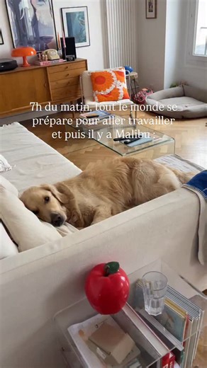 18K views · 1.7K reactions | Dur dur la vie de chien … #goldenretriever #goldenretrieverofinstagram #goldensofinstagram #goldenretrieverpuppy#retrieverstagram #cutestgoldens #chienmarrant #cutedogs #goldenretrieverworld #chienheureux #goldensofig #chiendefrance #toutou #cutedog #amourdechien #chiendrole #babydog {Golden Retriever. Chien . Video drole . Animaux de compagnie} | Caroetmalibu | Facebook