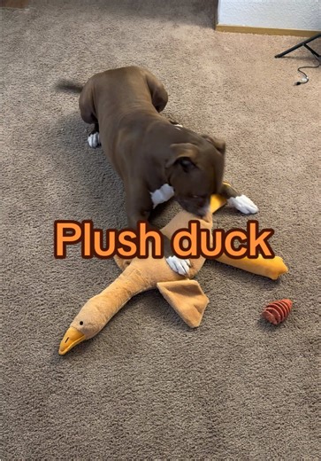 Plush Duck Toy for Dogs: Hours of Entertainment