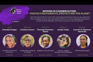 ✨ Women in Conservation: Protecting Parrots, Protecting the Planet ✨ To celebrate International Women’s Day, we’re bringing together an inspiring panel of conservationists who are leading the way in protecting parrots. Meet the panellists: 🔹 Cristiana Senni, Bird Trade Specialist & Trustee - A dedicated advocate against the illegal parrot trade, Cristiana has worked with WPT for over 25 years, researching trade issues and helping rehabilitate confiscated birds. 🔹 Dr. Tiwonge I. Mzumara-Gawa, M