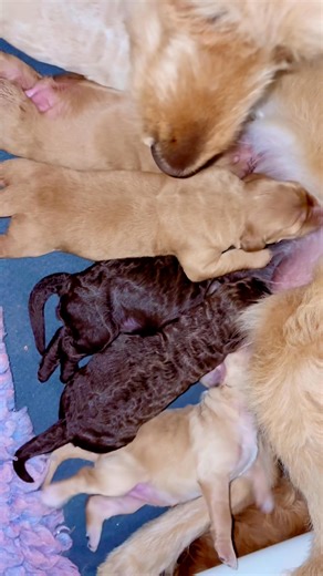 Almost 1 week old.. and these pups growing so well.. sucha Good Mumma to these pups, so proud of my girl 🥰😍 | GC Family Groodles