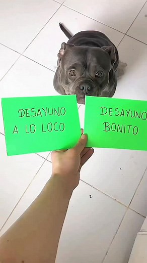 El menú del día 🐾 #americanbully #pitbull #perros #doglover #barf #asmr #asmrfood #imadogmom #soymamáperruna #dogmom #mamáperruna #khambathebully #fblifestyle | Khamba y Flor