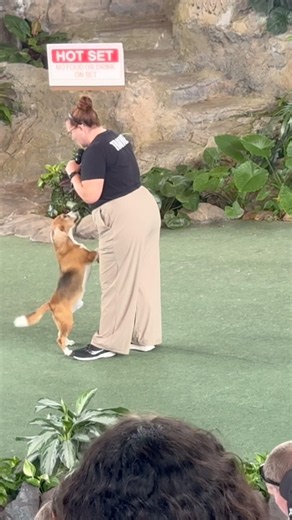 Bogie in Animal Actors at Universal Studios!! #animals #show #universalstudios