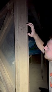 41K views · 660 reactions | That’s one fast spider! The huntsman...