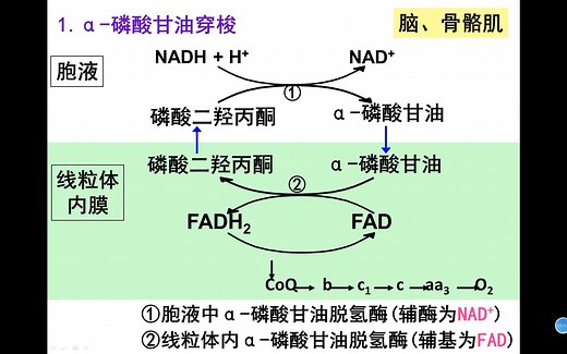生物氧化-NADH穿梭系统