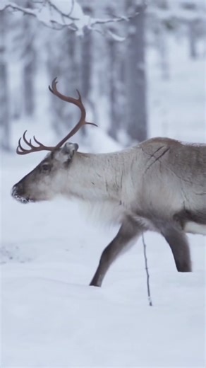 Magical winter in Lapland, Finland ❄️