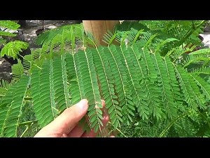 Flamboyan - How to find potential bonsai at a low price