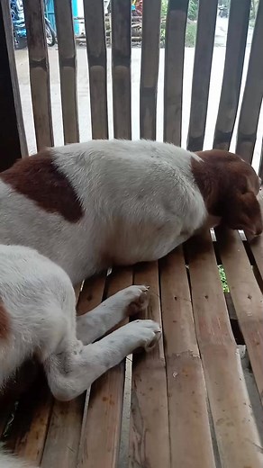 Naluya na si dogie KY vloger namo tanan | Vloger Na Tanan