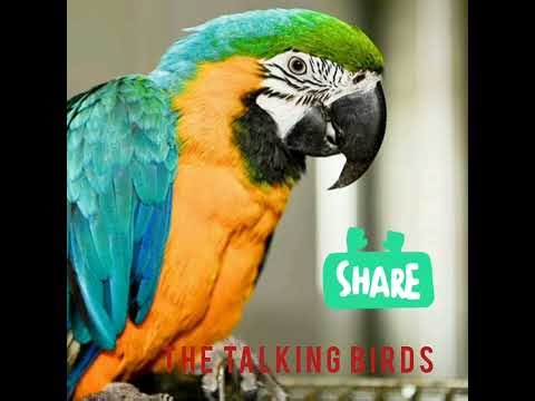 story for kid/The talking birds/bedtime story/moral story/interesting story/ The animated video24