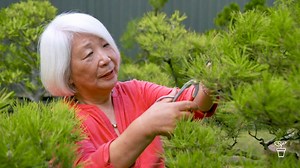 Bonsai Master - Gardening Australia