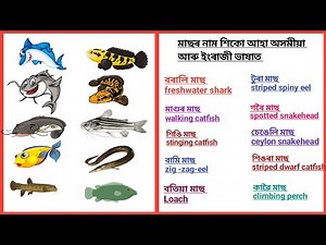 fish name in assamese and english | assamese fish name