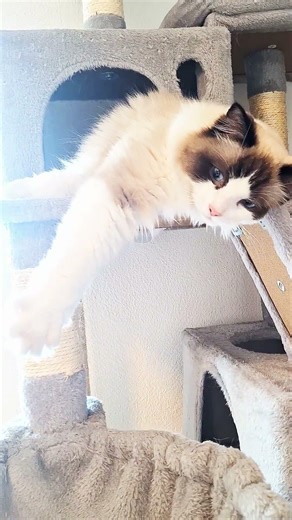 Nina on the Cat Tree✨️