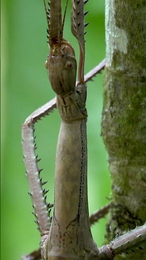 Find the Master of Hide and Seek 👾😲| Stick | Peet The Forest Detective
