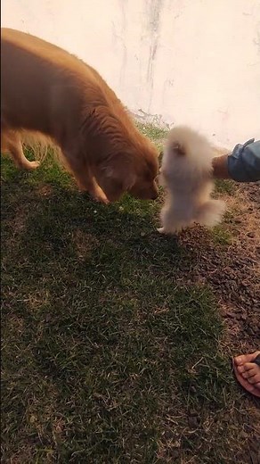 Lulu the Pomeranian meets a Golden Retriever for the first time! 😍