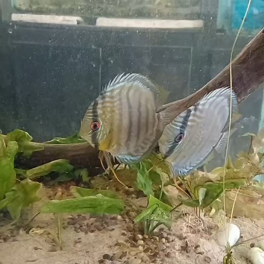 "Aquascapers Anonymous" Sometimes the path of least resistance is also the path of least satisfaction. For sure, discus are easier to maintain in a bare-bottom, species tank, but for absolute sure, a well shaped, community tank will always display the king of freshwater at its regal best. Just remember, discus usually don't compete well with more robust species so plan your community carefully and be sure to send us pictures of your discus-scape! #aceaquatics #aquariumandpondinstallationandmaint