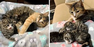 Cat Mom Keeps Her Kittens Safe in Wood Pile Until Rescue Arrives