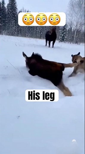 Moose Defends Calf From Mountain Lion in Snow#shorts