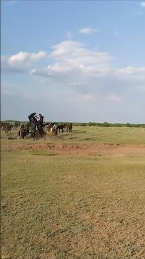 The True Leader: Stallion Protecting His Herd